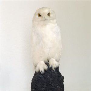 Dead Owl, 1997. 2 fotografías impresas en papel iris. 73,7 x 73,7 cm cada una. © Roni Horn.