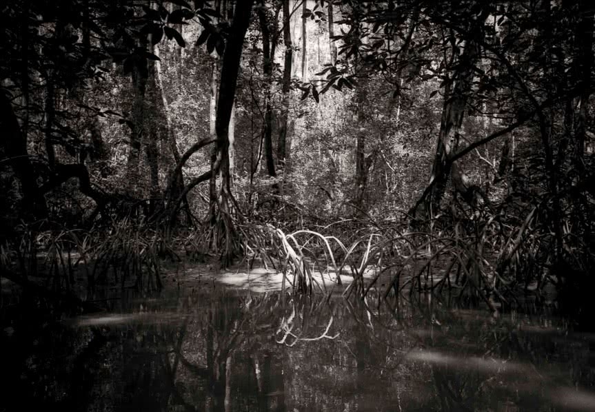 Andrea Santolaya. El manglar