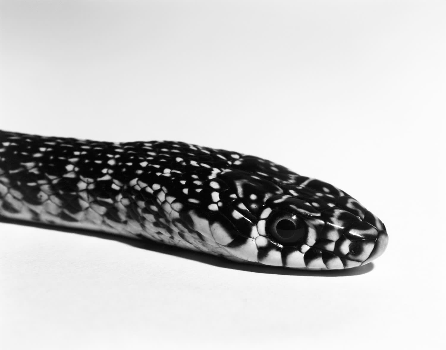 Snake, 2013. De la serie "Almost There". Copyright Aleix Plademunt.