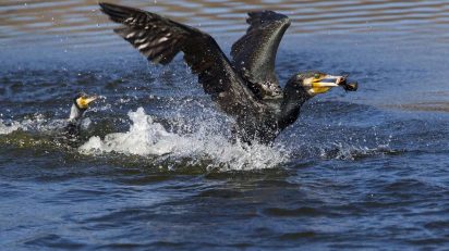 Sierra de Guadarrama. © Luis Domingo.