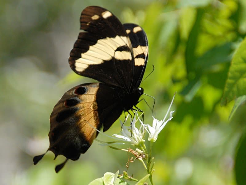 мотылек с красными глазами. аполлон обыкновенный. дневная бабочка 7 букв сканворд. Papilio (pterourus) homerus. дневная бабочка 7 букв сканворд.