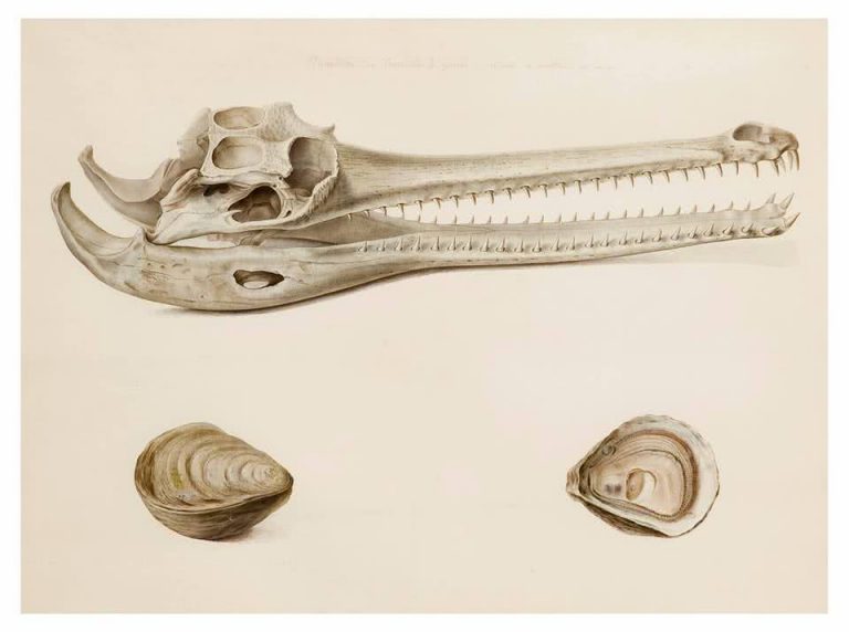 Un gabinete de curiosidades del siglo XXI - hoyesarte.com