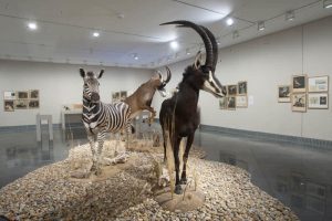 Joan Fontcuberta. Serie Fauna. ©Manuel Castells.