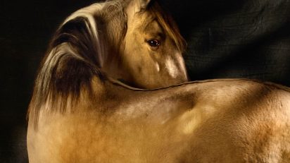 Pierre Gonnord. Sorraia. 2013.