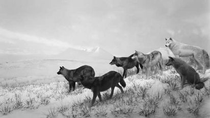 Hiroshi Sugimoto. Lobos de Alaska, 1994. Impresión a la gelatina de plata.