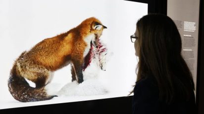 La muestra reúne las 100 mejores imágenes de 2015 seleccionadas en el concurso anual de fotografía de naturaleza que organizan el Museo de Historia Natural de Londres y la revista BBC Wildlife Magazine. Este concurso, iniciado en 1965, se ha convertido en el foro mundial más respetado del arte de la fotografía de naturaleza.