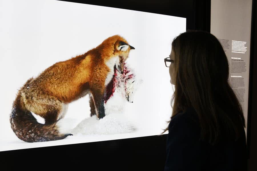 La muestra reúne las 100 mejores imágenes de 2015 seleccionadas en el concurso anual de fotografía de naturaleza que organizan el Museo de Historia Natural de Londres y la revista BBC Wildlife Magazine. Este concurso, iniciado en 1965, se ha convertido en el foro mundial más respetado del arte de la fotografía de naturaleza.