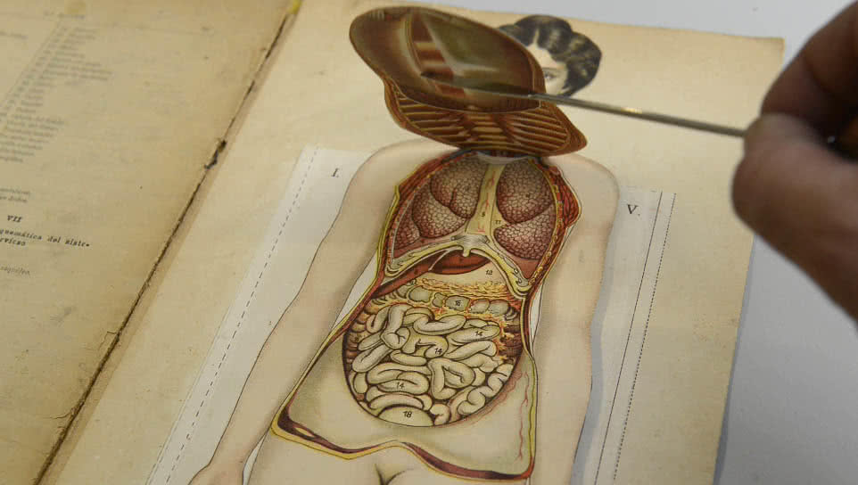 Rafael del Valle y Aldabalde La mujer representación gráfica de su estructura en siete láminas sobrepuestas. - Madrid : Bailly-Bailliere e hijos, 1909.