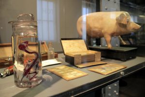 Vista de la exposición Terror en el laboratorio. De Frankenstein al doctor Moreau. Espacio Fundación Telefónica. Foto: Luis Martín.