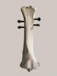 Isidro Ferrer. Hueso.