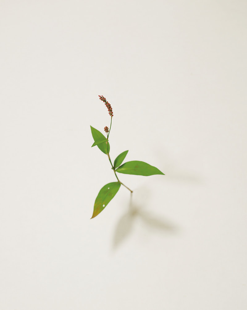 © Suda Yoshihiro. Cortesía de la Galería Koyanagi.