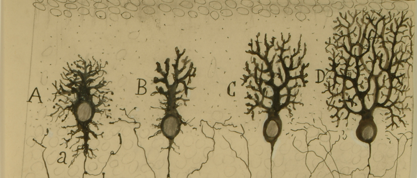 Dibujo científico de Santiago Ramón y Cajal, fases de la sucesiva complicación del ramaje de la célula de Purkinje, 1923. Cortesía del Instituto Cajal, Legado Cajal, CSIC, Madrid.