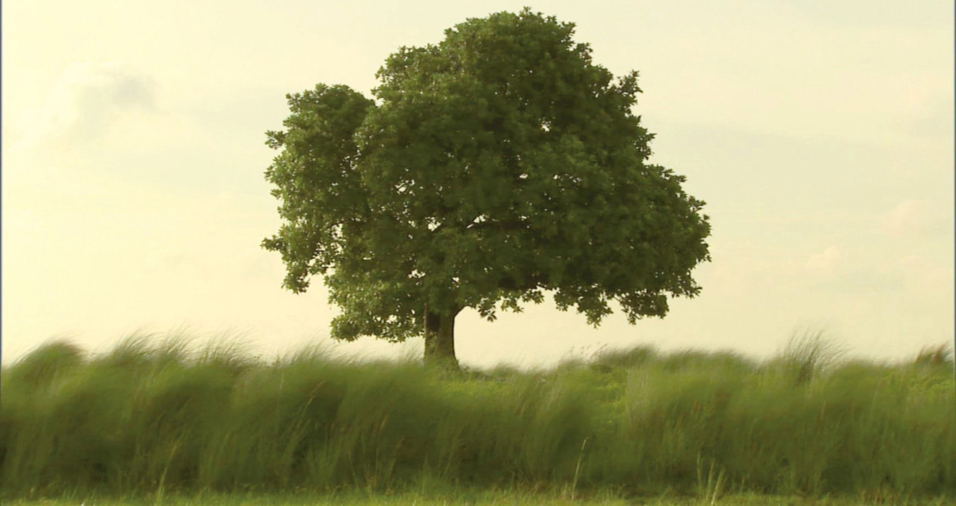 Amar Kanwar. Fotograma de The Scene of Crime (2011). © Thyssen-Bornemisza Art Contemporary Collection.