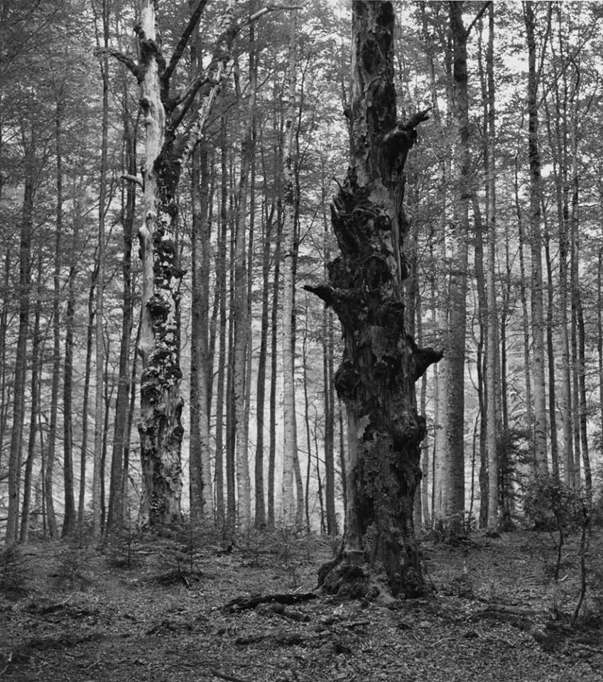 José Ramón Cuervo-Arango, Florestan y Eusebius, 1997.