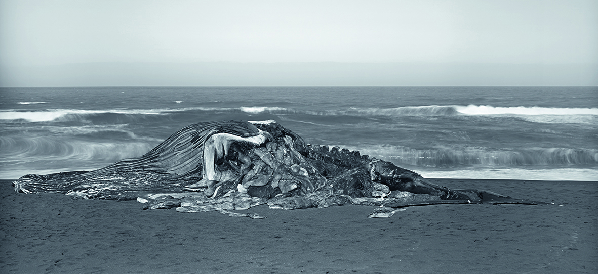 Balena, Pacifica, 2015. © Richard Learoyd. Courtesy of the artist and Fraenkel Gallery, San Francisco.