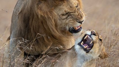 Leones en Masái Mara. Foto: Darío Mesonero-Romanos.