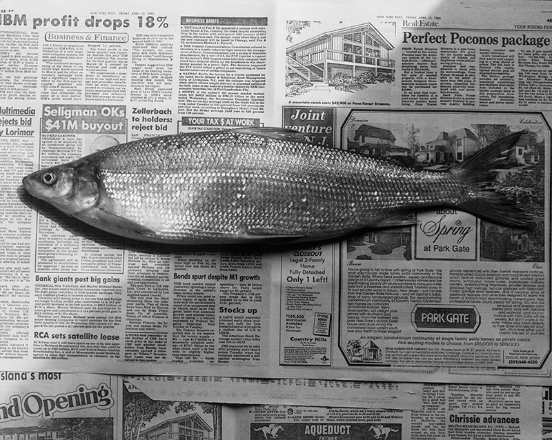 Fish, 1985. Impresión en gelatina de plata 40,64 x 50,8 cm. ©The Robert Mapplethorpe Foundation.