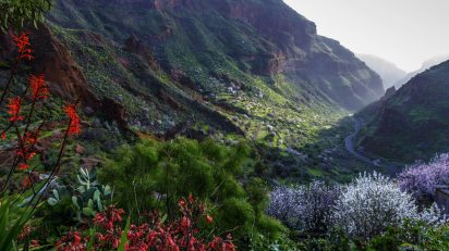 Almedros en flor. Guayadeque. Gran Canaria.