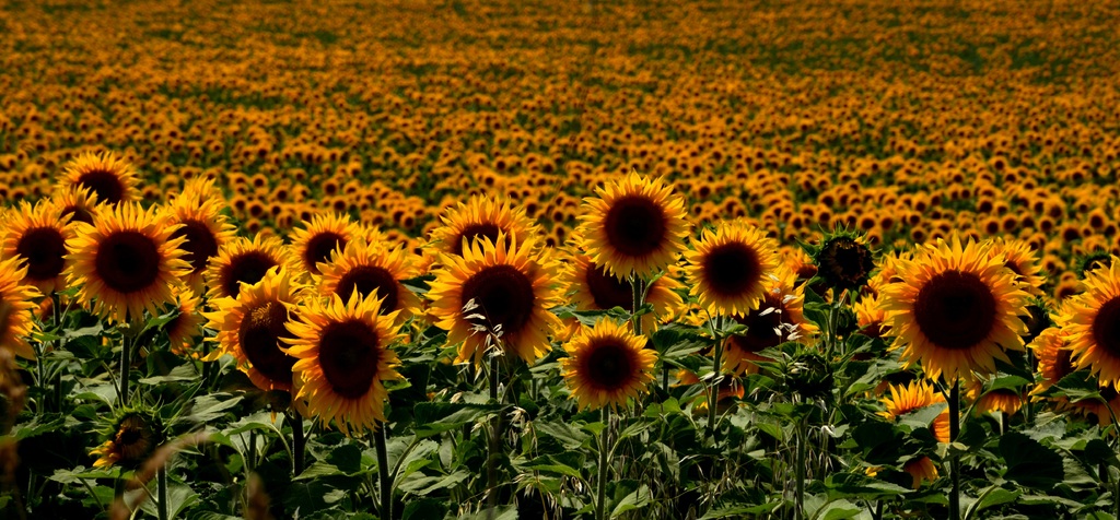 girasoles