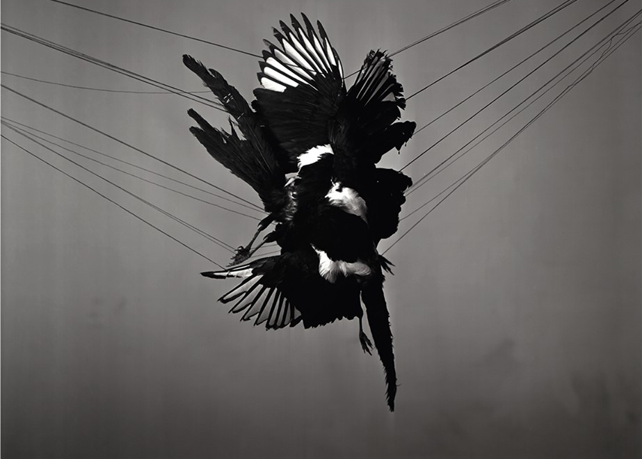 © Richard Learoyd, cortesía del artista y Fraenkel Gallery, San Francisco.