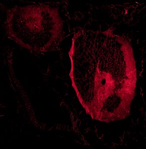 Tomás Saraceno. ¿Cómo atrapar el universo en una tela de araña?