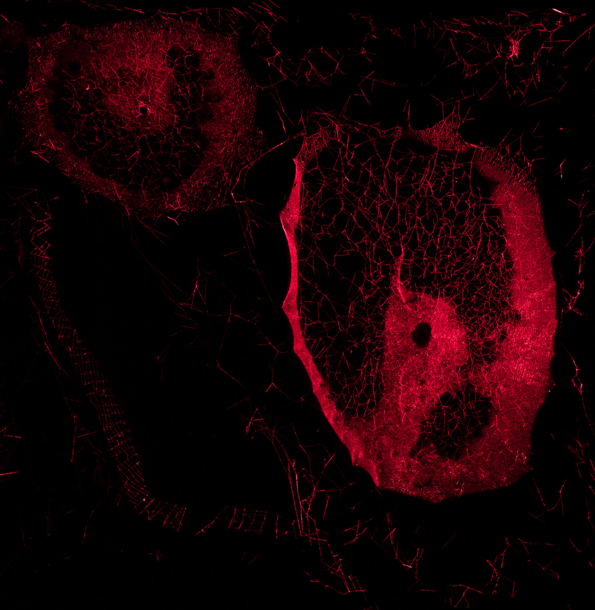 Tomás Saraceno. ¿Cómo atrapar el universo en una tela de araña?