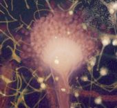 Aspergillus.