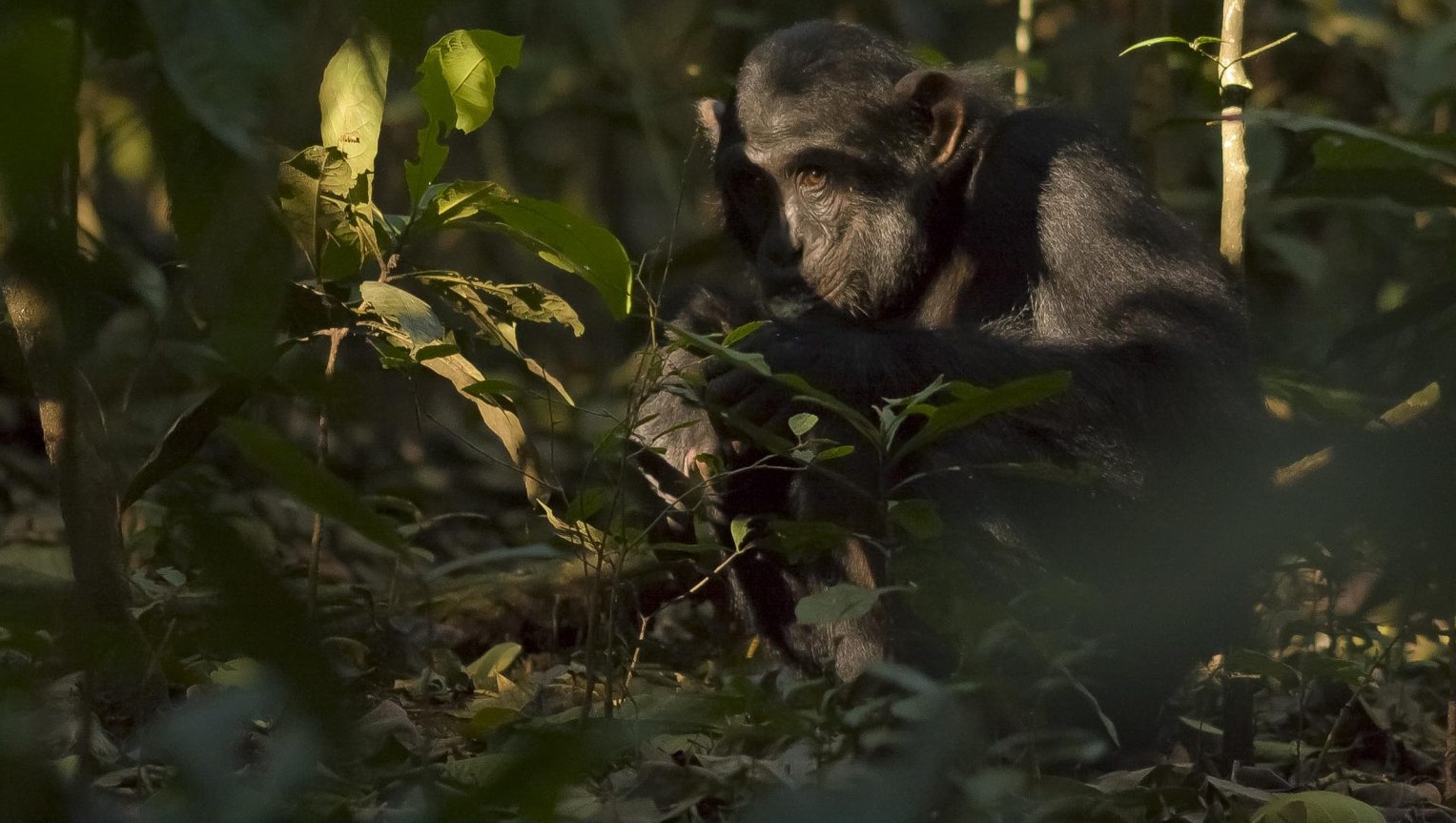 Chimpancés en el Bosque de Kibale, al sur de Uganda. © Luis Domingo.