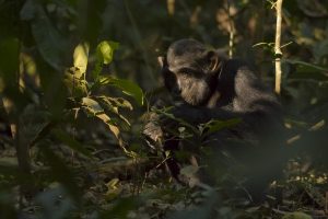 Chimpancés en el Bosque de Kibale, al sur de Uganda. © Luis Domingo.