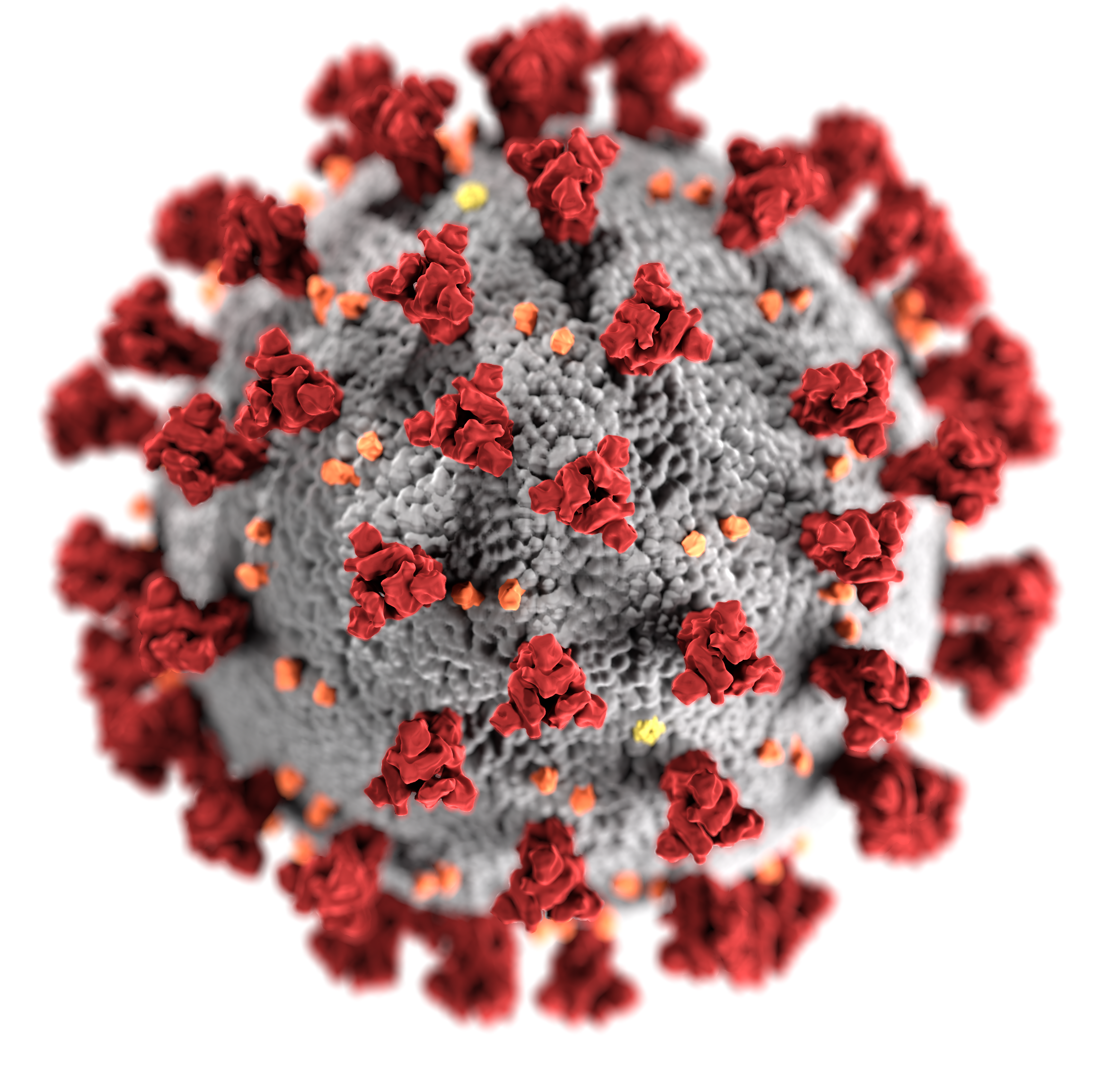 This illustration, created at the Centers for Disease Control and Prevention (CDC), reveals ultrastructural morphology exhibited by the 2019 Novel Coronavirus (2019-nCoV). Note the spikes that adorn the outer surface of the virus, which impart the look of a corona surrounding the virion, when viewed electron microscopically. This virus was identified as the cause of an outbreak of respiratory illness first detected in Wuhan, China.