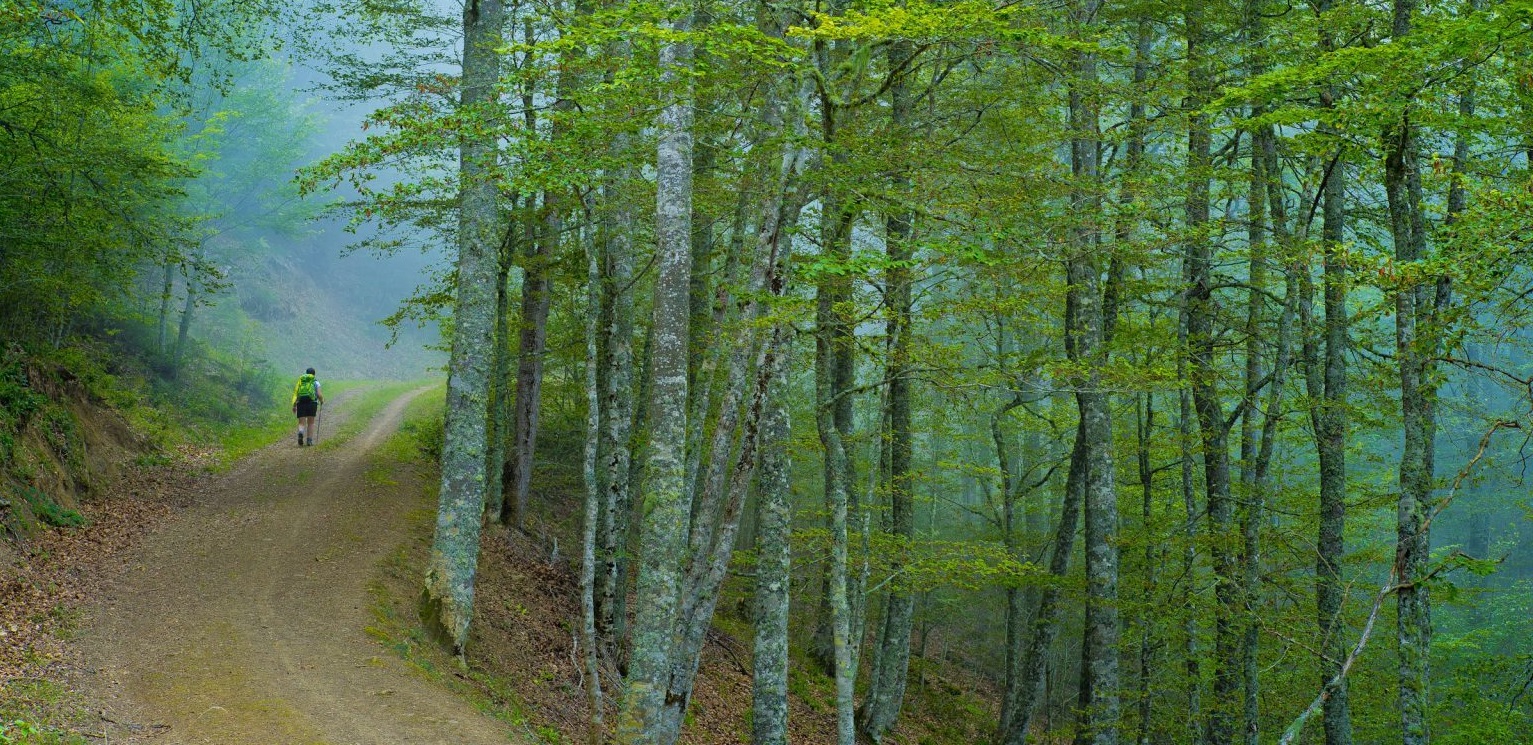 Hayedo de Caloca. © Luis Domingo.