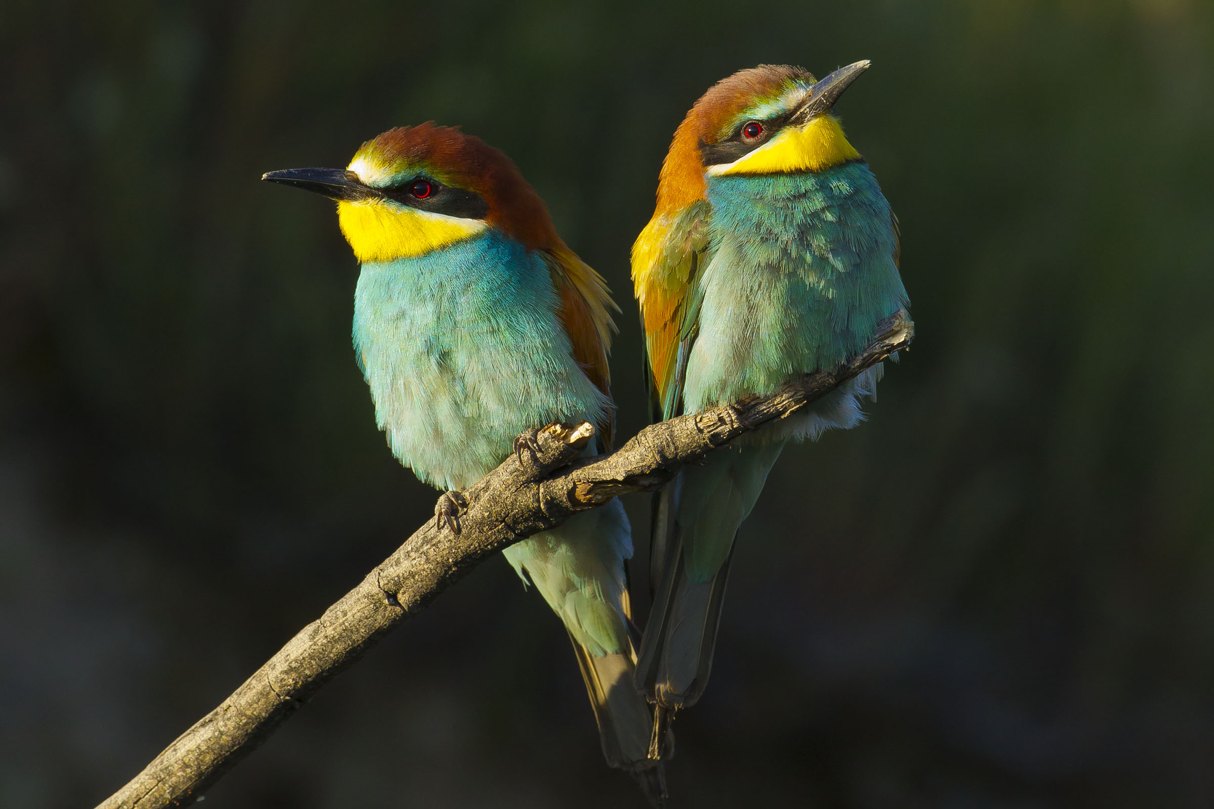 Abejaruco. © Luis Domingo.