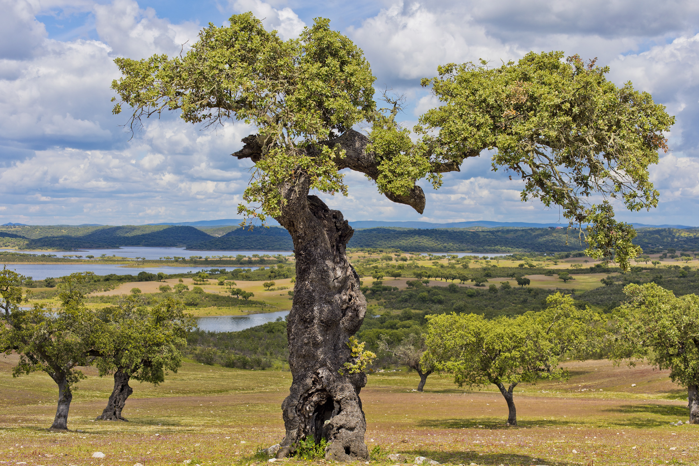 Entre el Alentejo y Extremadura. © Luis Domingo.