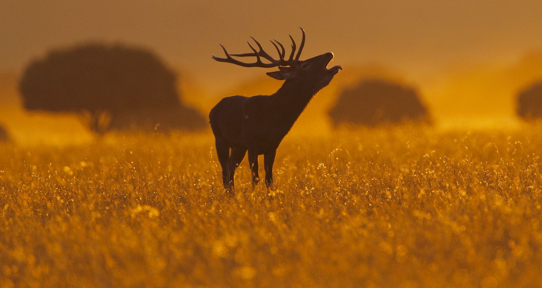 Cabañeros. © Luis Domingo.
