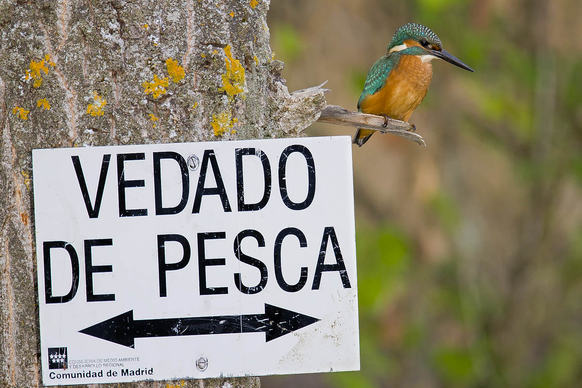 Martín pescador. © Luis Domingo.