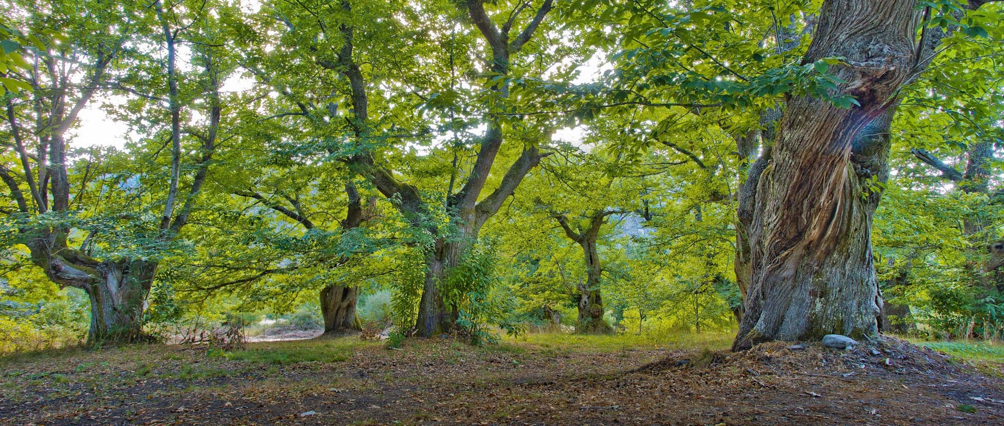 Castañar de Burbia. © Luis Domingo.