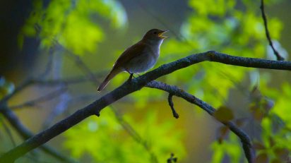 Ruiseñor. © Luis Domingo.