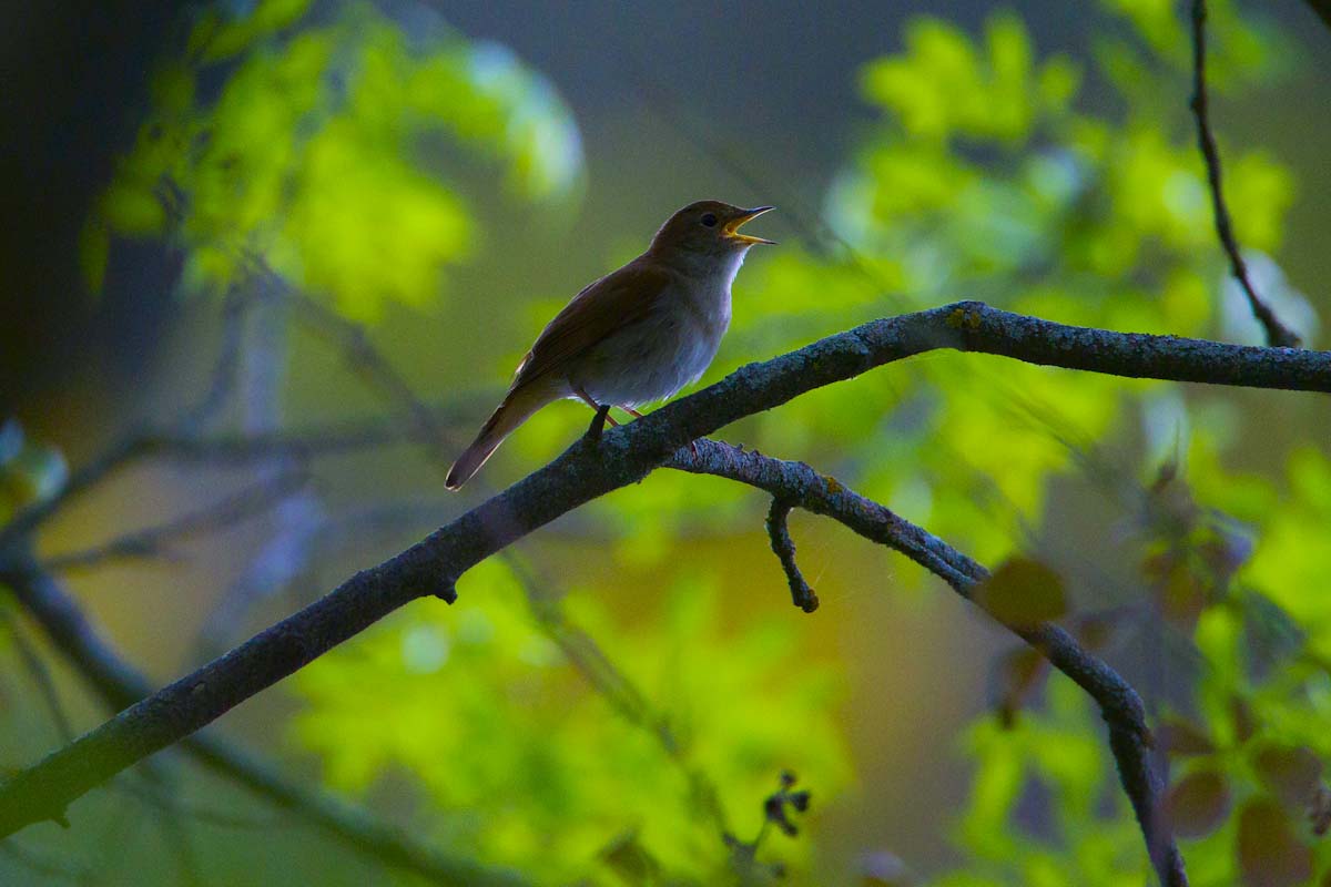 Ruiseñor. © Luis Domingo.