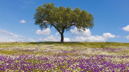 Explosión de color en la pradera. © Luis Domingo.