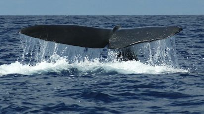 El cachalote. © Luis Domingo.