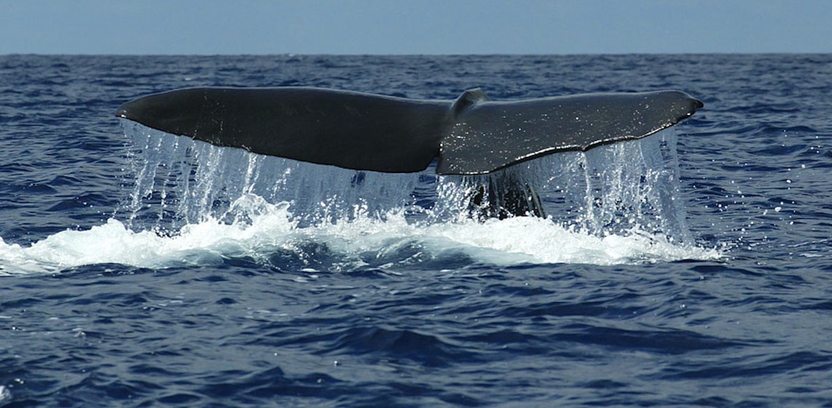 El cachalote. © Luis Domingo.