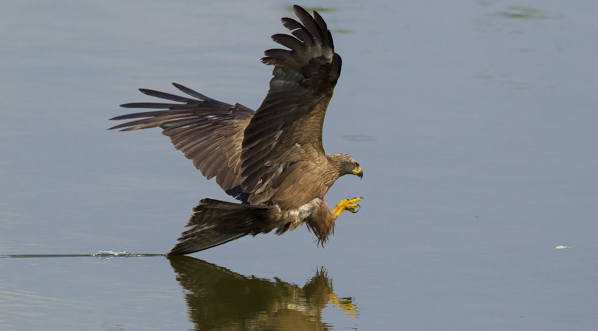 El milano negro. © Luis Domingo.