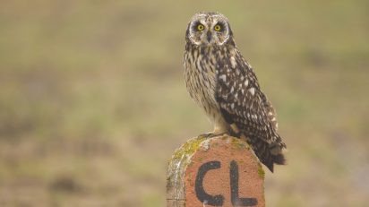 Búho campestre. © Luis Domingo.