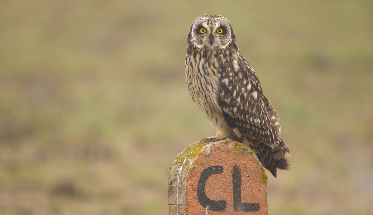 Búho campestre. © Luis Domingo.