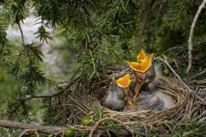 Nido de zorzal. © Luis Domingo.