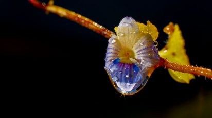 La seducción del color. © Luis Domingo.