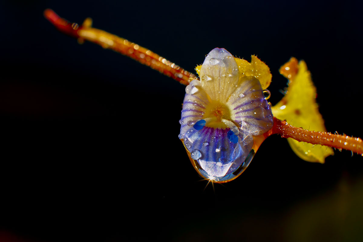 La seducción del color. © Luis Domingo.