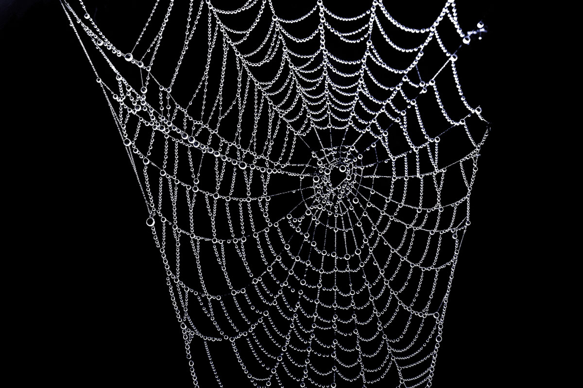 Telaraña. © Luis Domingo.