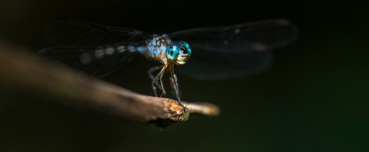 insect_dragonfly_bug_life_fly-116044