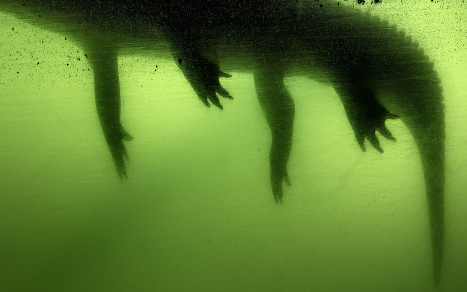 Anastasia Samoylova. 'Gator', 2017-2021. ChromaLuxe. 76 x 114 cm. Cortesía de la artista y Sabrina Amrani.